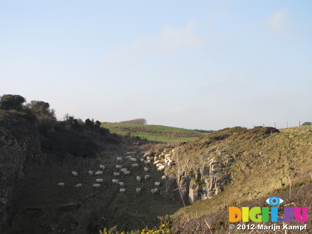 SX21427 Sheeps on cliff side